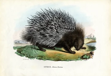 Crested Porcupine, 1863-79
